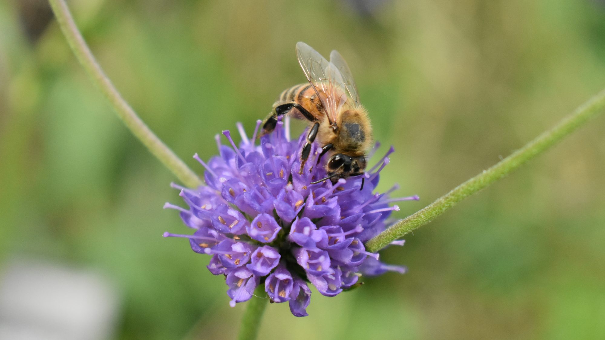Blue-mauve pincushion flower with bee.
