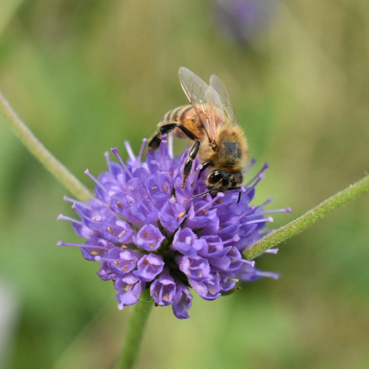 Succisa pratensis
