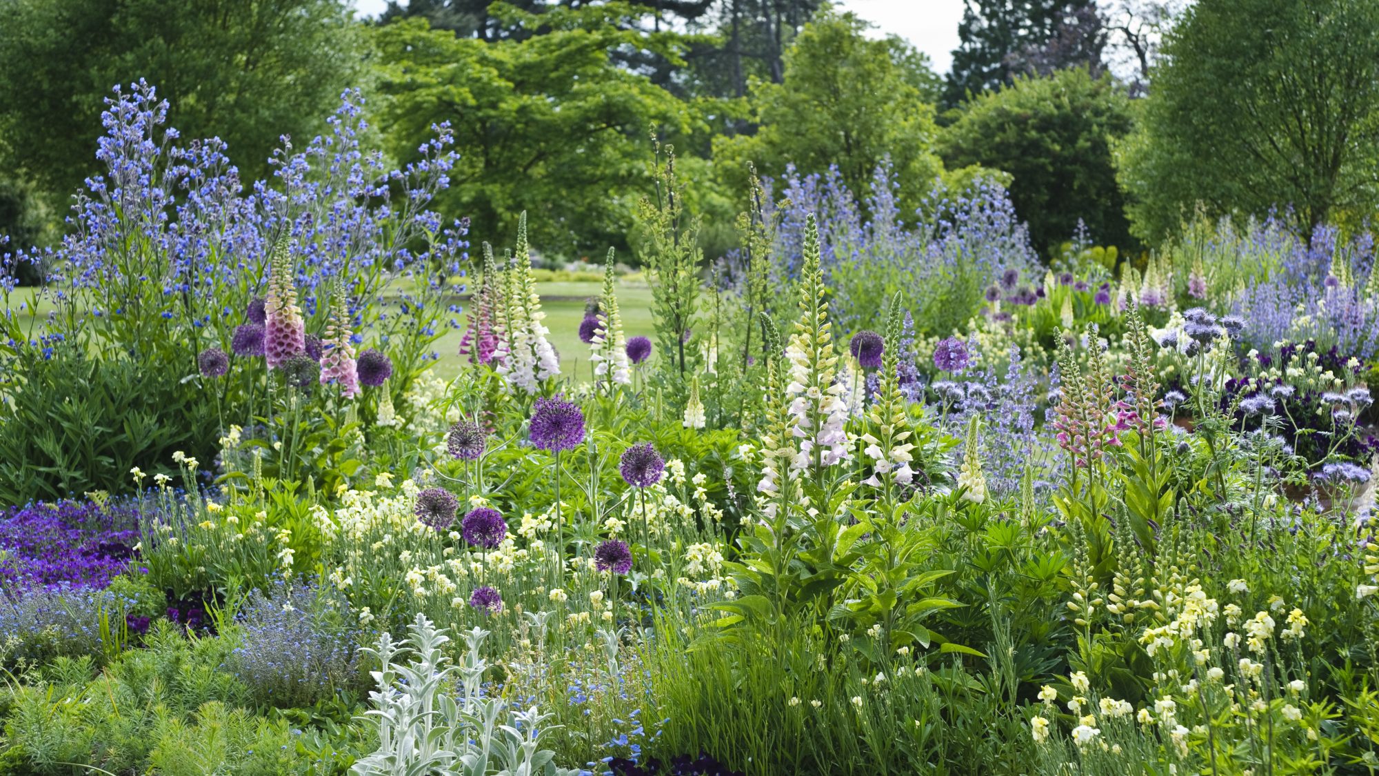 The Bee Borders in early summer with purple and white flowers.