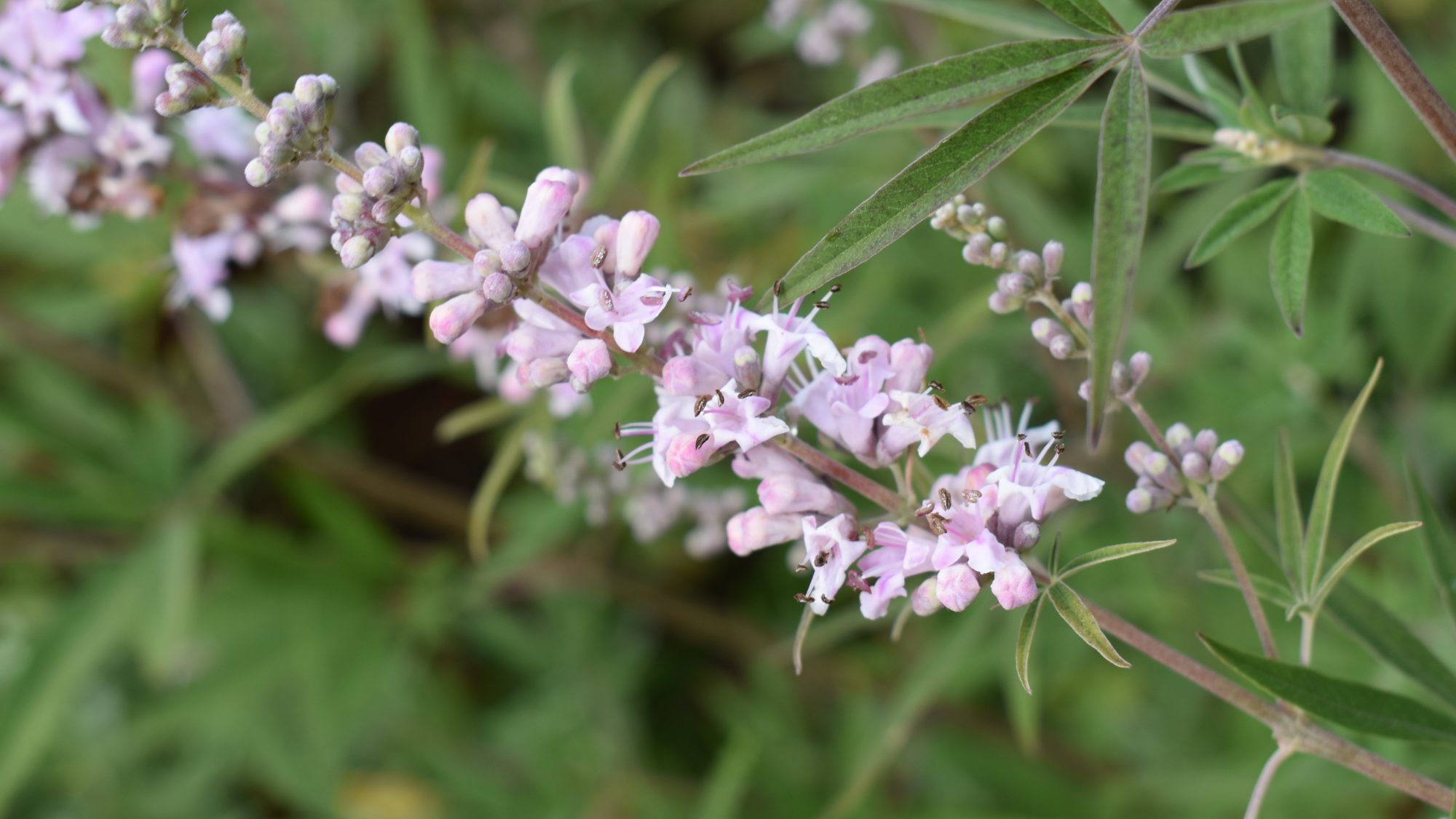 Vitex agnus-castus