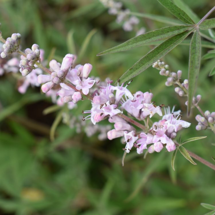Vitex agnus-castus