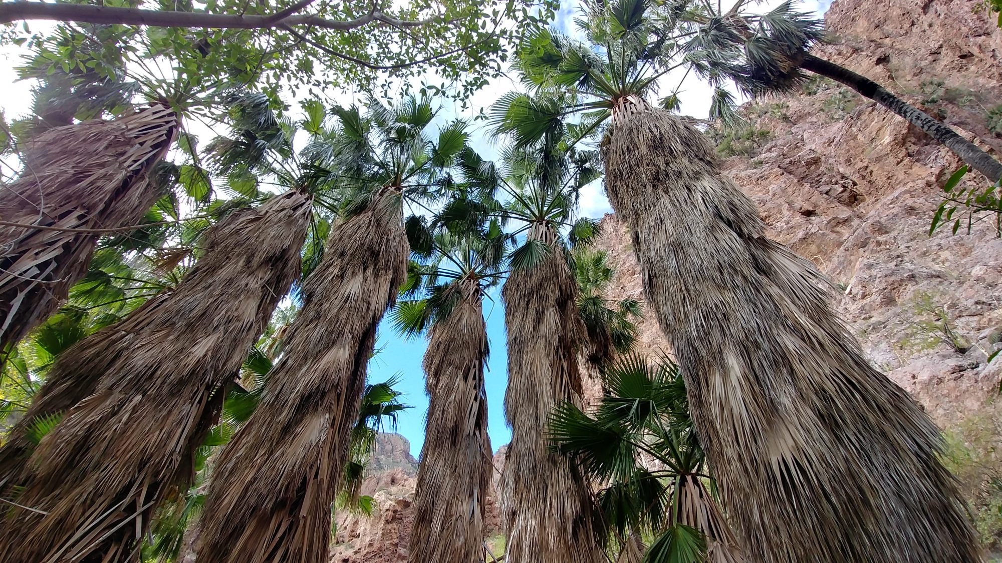 Tall trees with thick, shaggy trunks reach up into a blue sky.