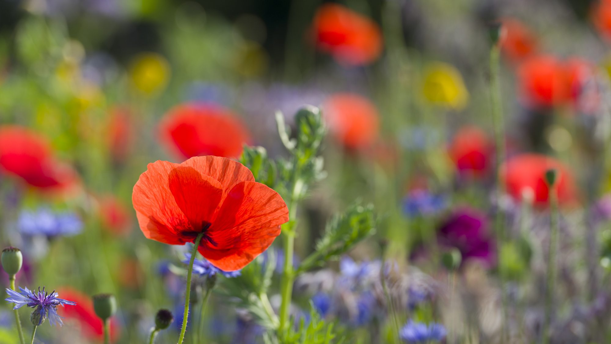 Wildflower meadow