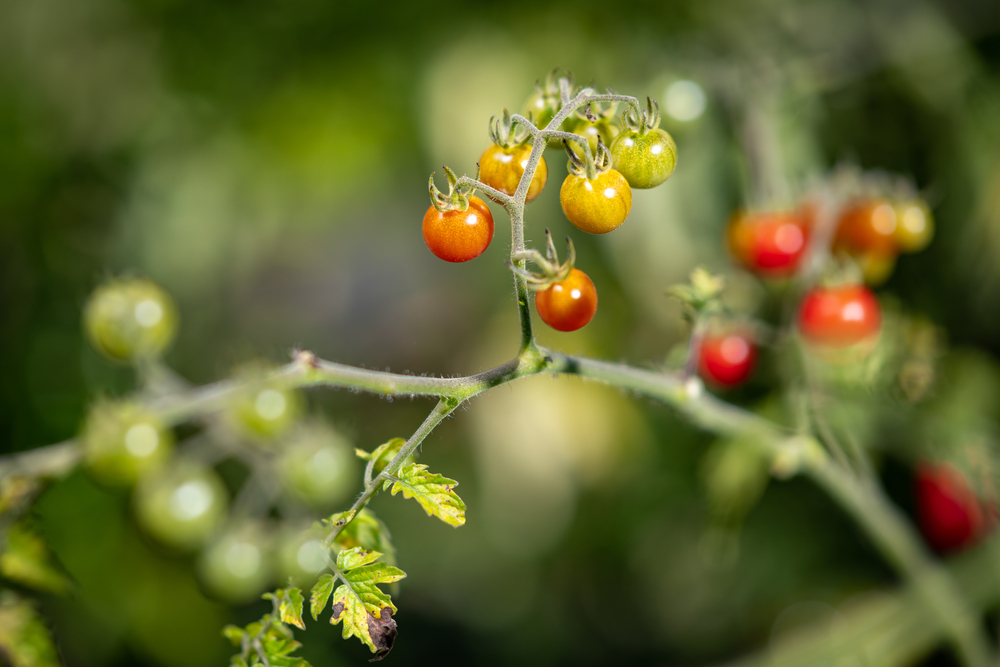 Wild red tomatoes growing.