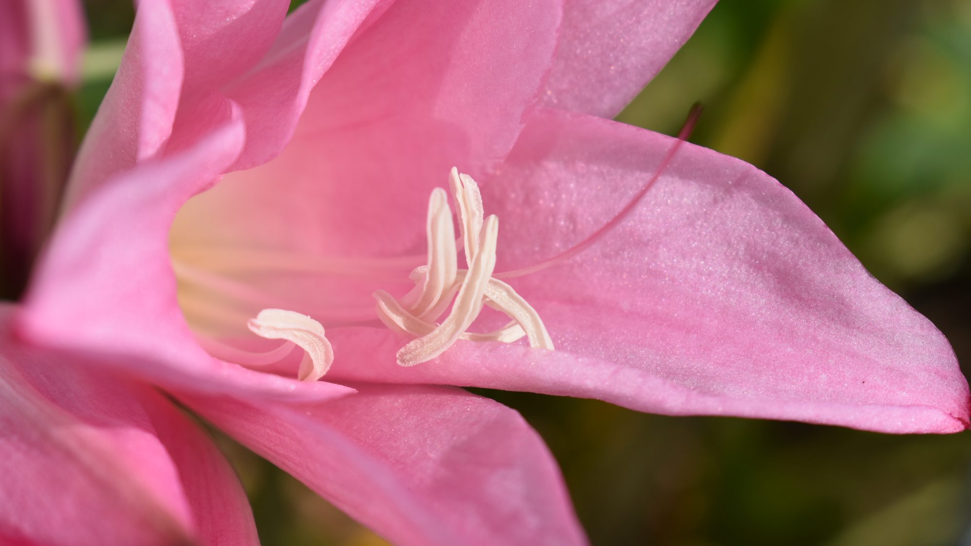 x Amarcrinum memoria-corsii 'Howardii'