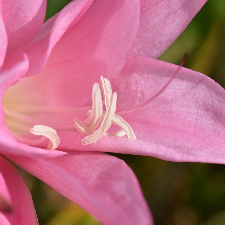 x Amarcrinum memoria-corsii ‘Howardii’
