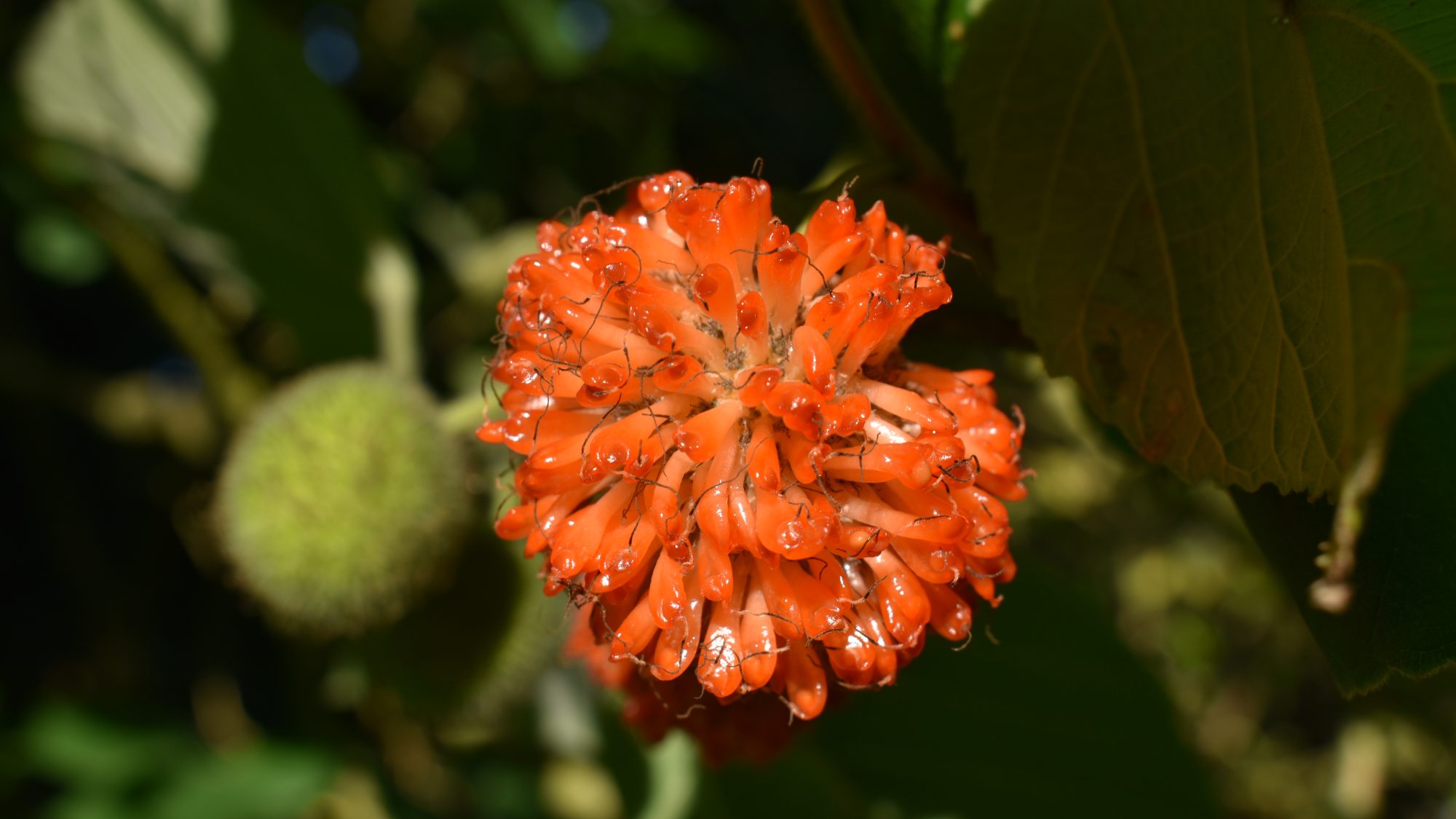 Broussonetia papyrifera