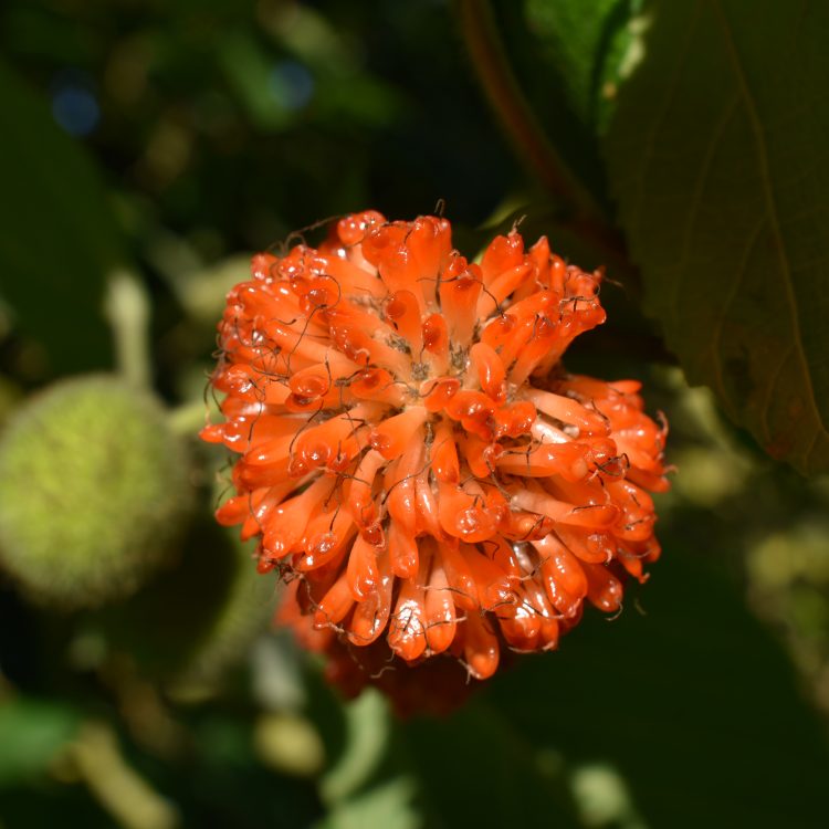 Broussonetia papyrifera
