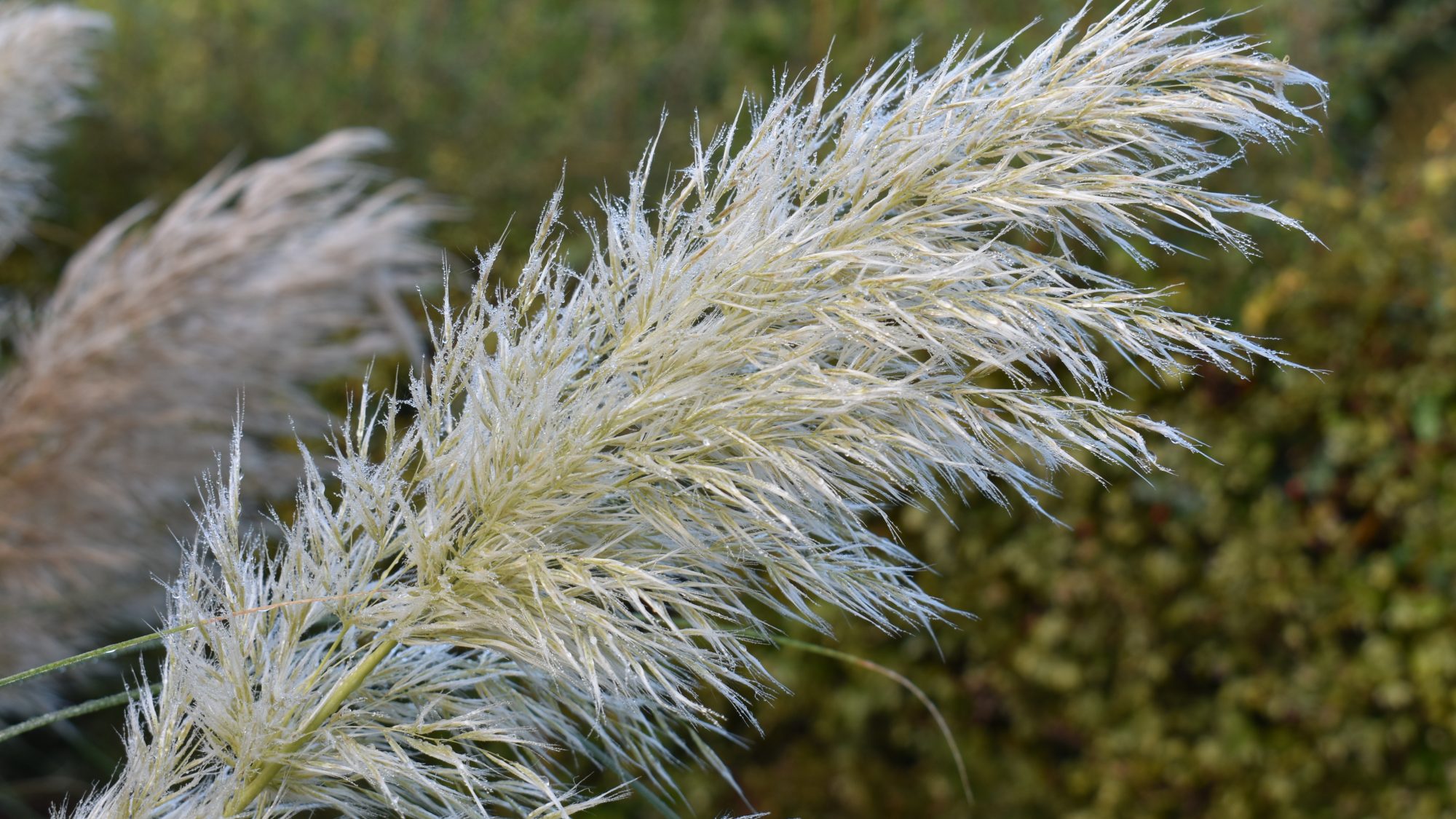 Cortaderia selloana 'Pumila'