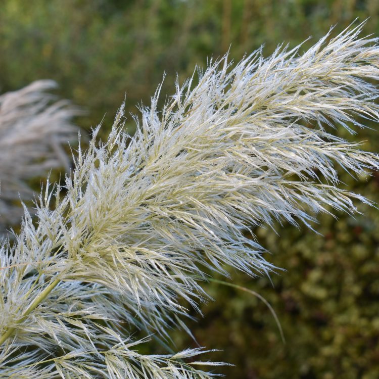 Cortaderia selloana ‘Pumila’