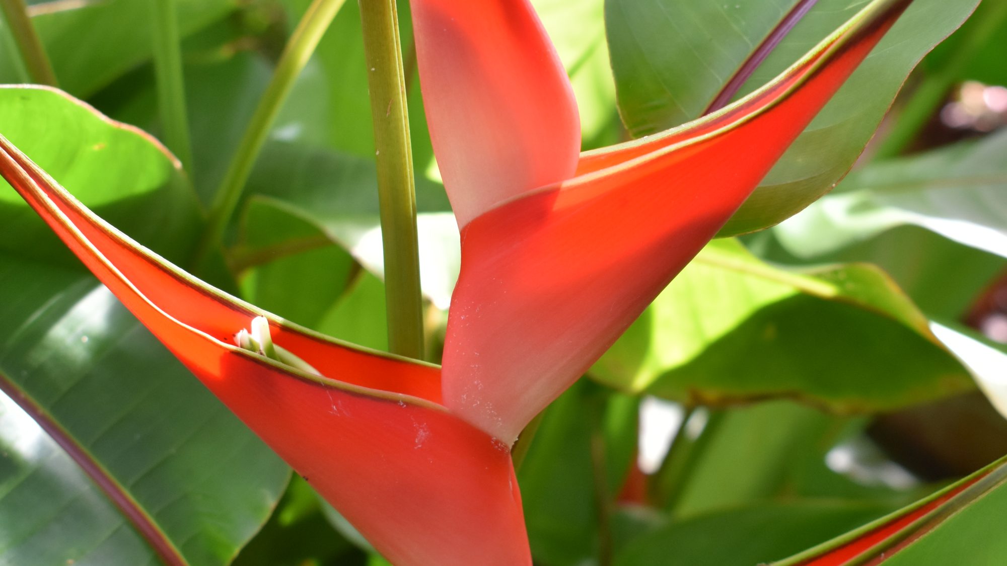 Heliconia stricta