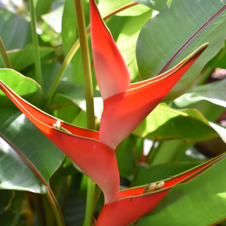 Heliconia stricta