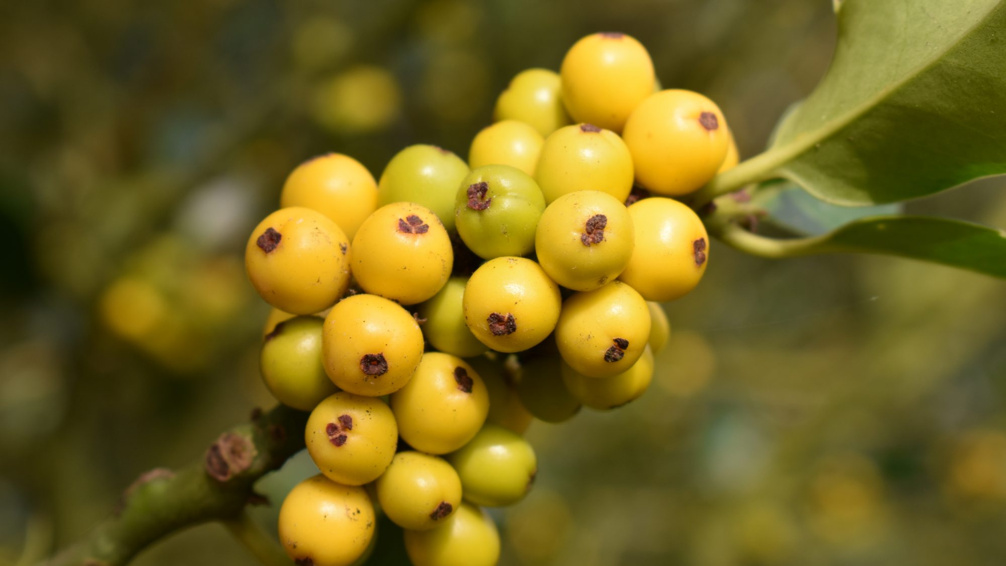 Ilex aquifolium 'Bacciflava'