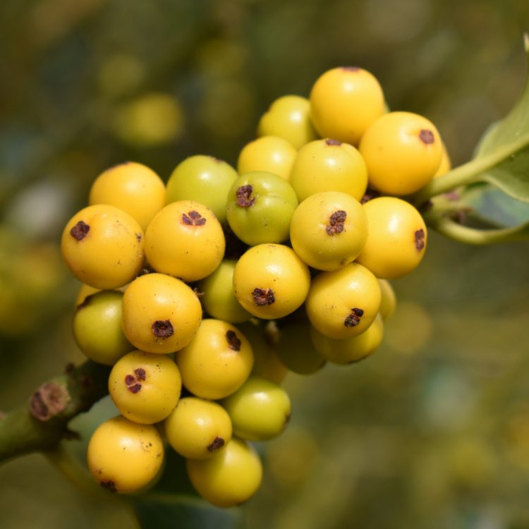 Ilex aquifolium ‘Bacciflava’