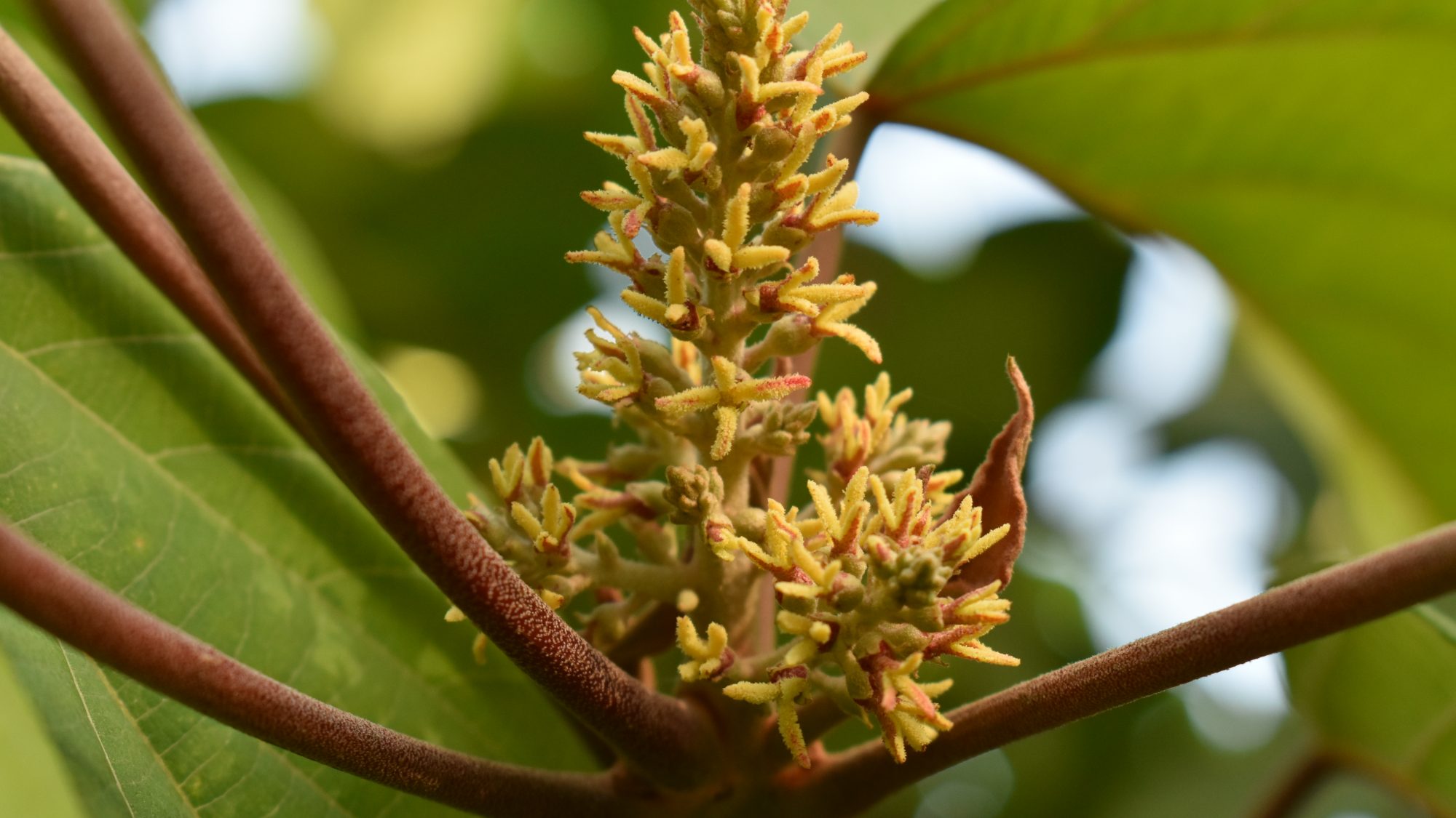 Spike of downy, star-shaped, yellow tinged-orange flowers.
