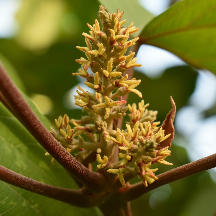 Mallotus japonicus