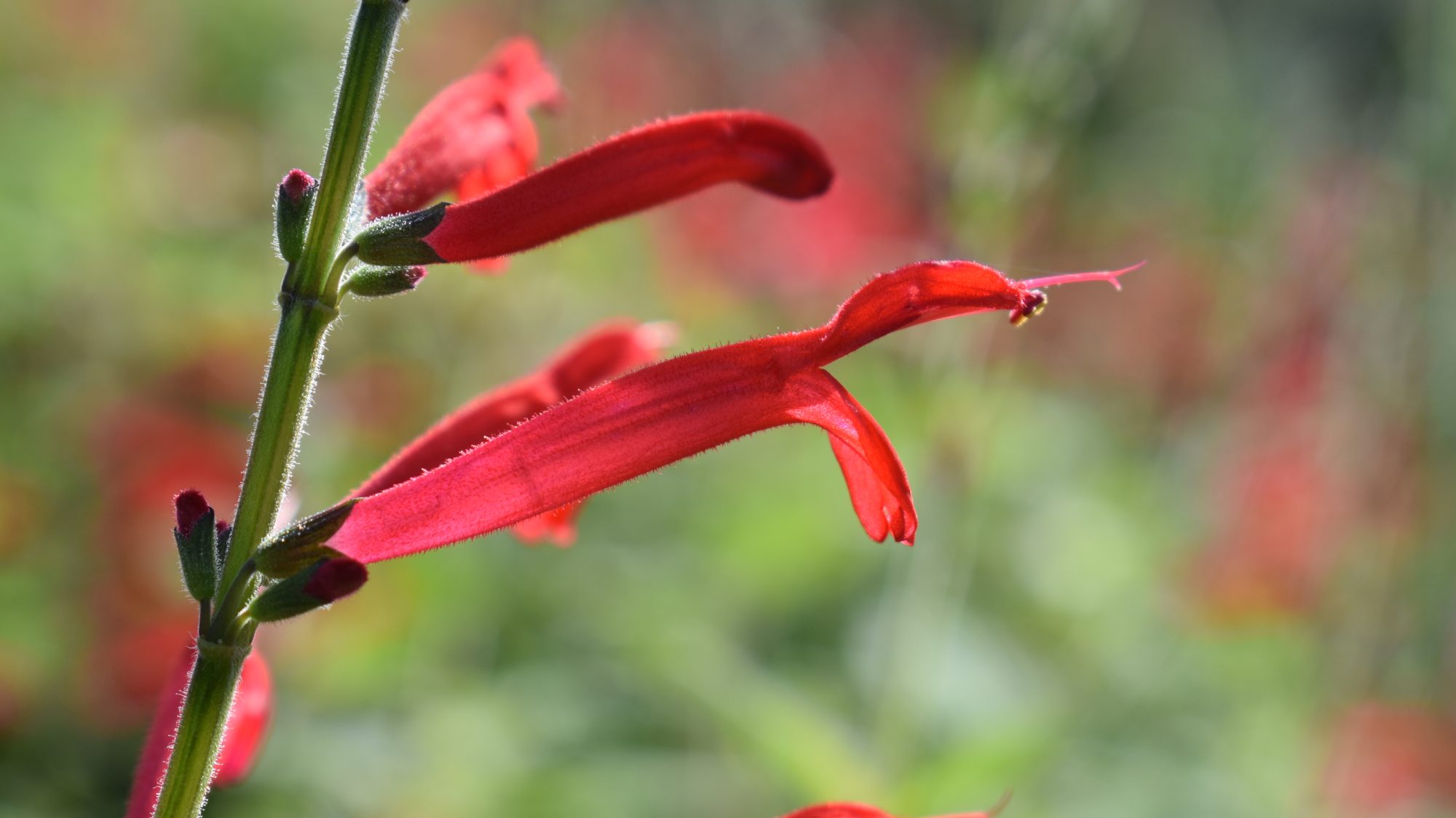 Salvia elegans