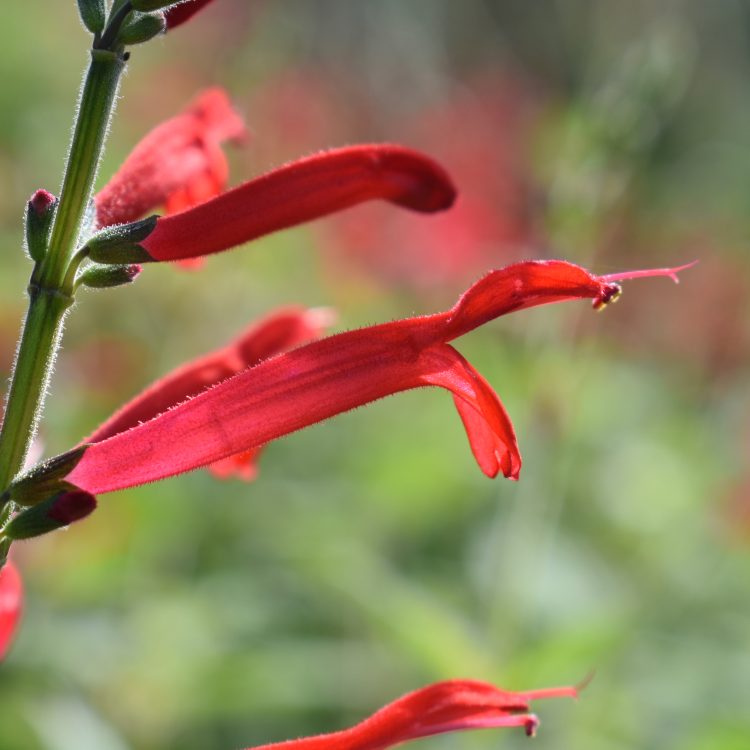Salvia elegans