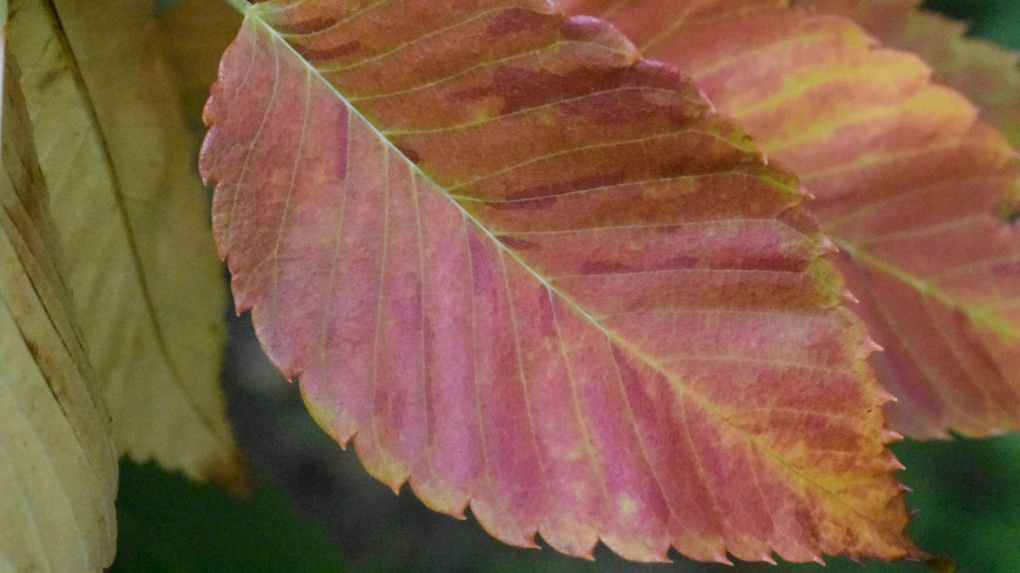 Autumn leaf