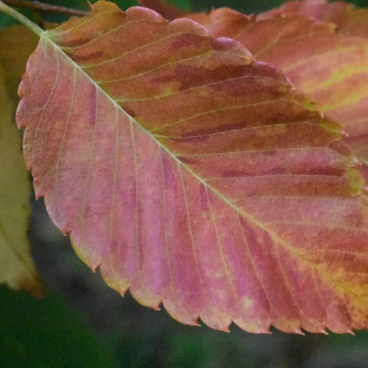 Zelkova serrata