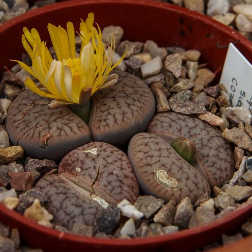 Planting ideas – view our living collection online for the first time