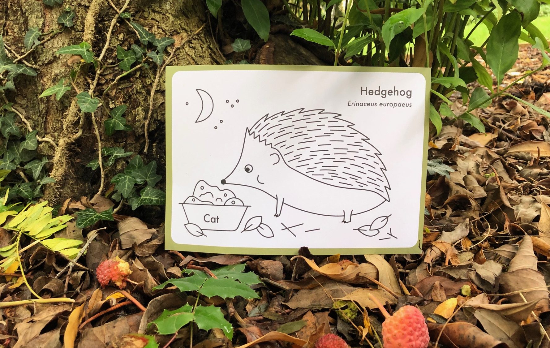 Image of drawing of hedgehog at the base of a tree