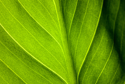 C3/C4 Photosynthesis
