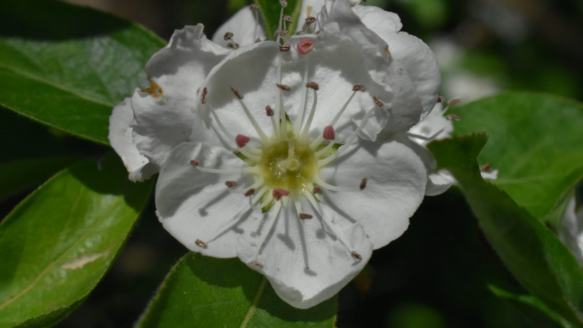 x Crataemespilus grandiflora