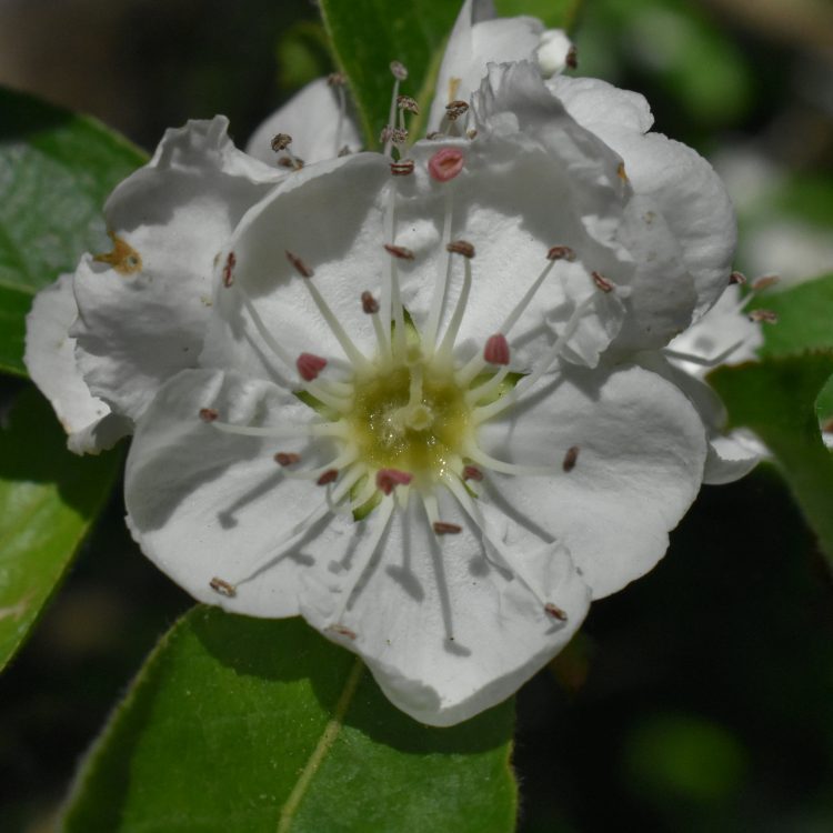 x Crataemespilus grandiflora