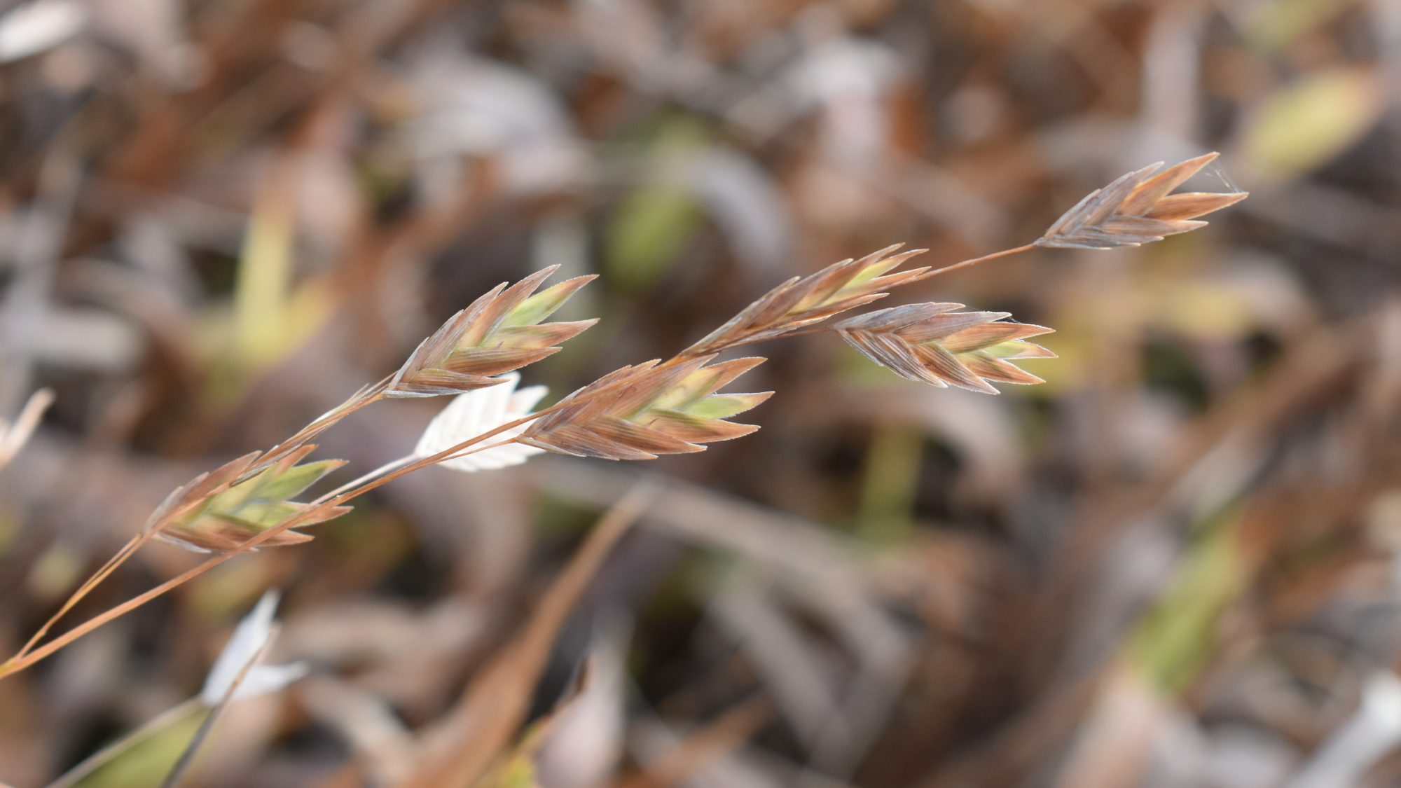 Chasmanthium latifolium