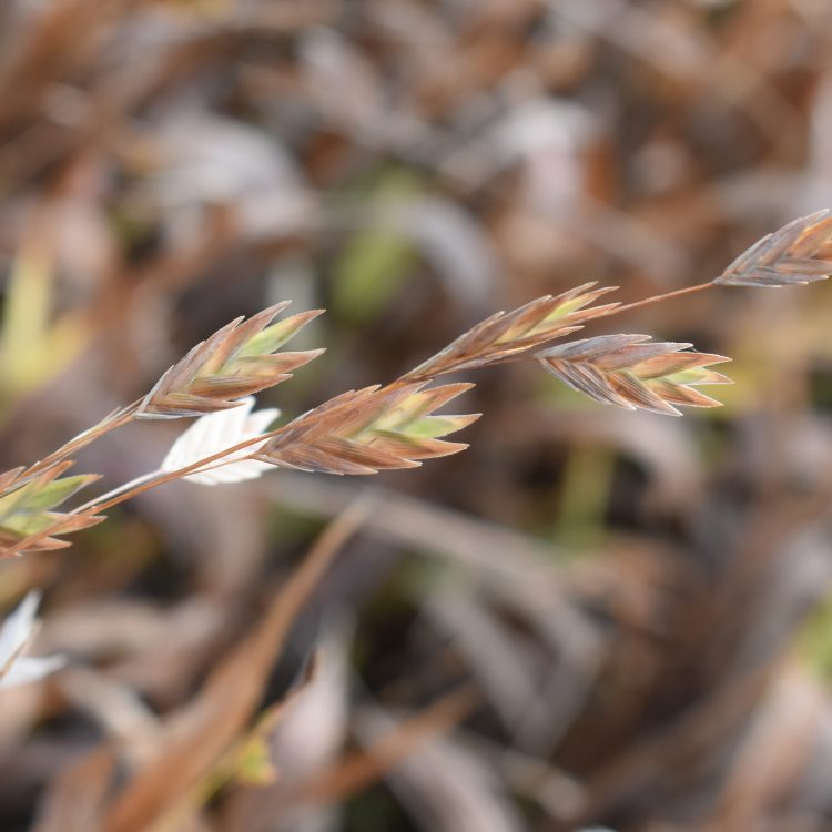 Chasmanthium latifolium