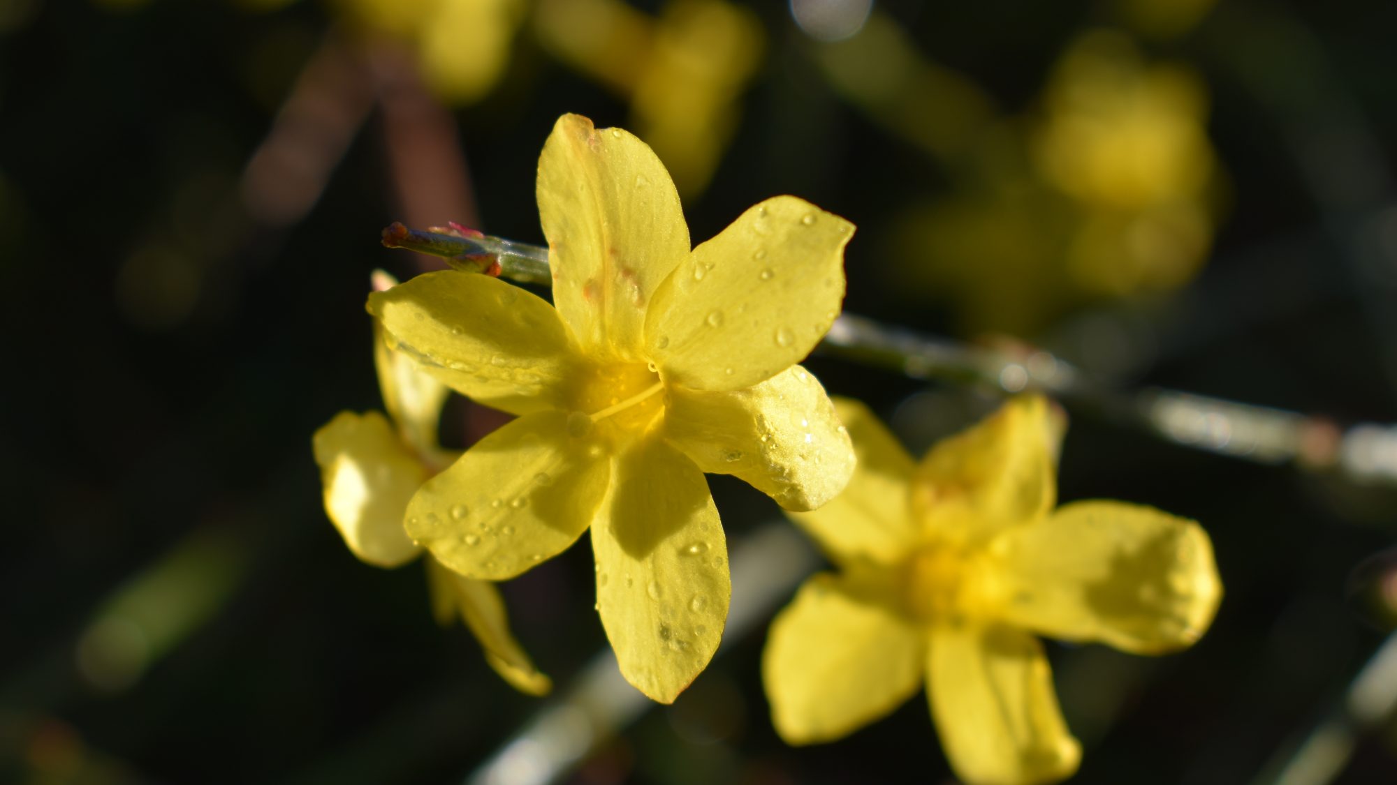 Golden flower with raindrops.