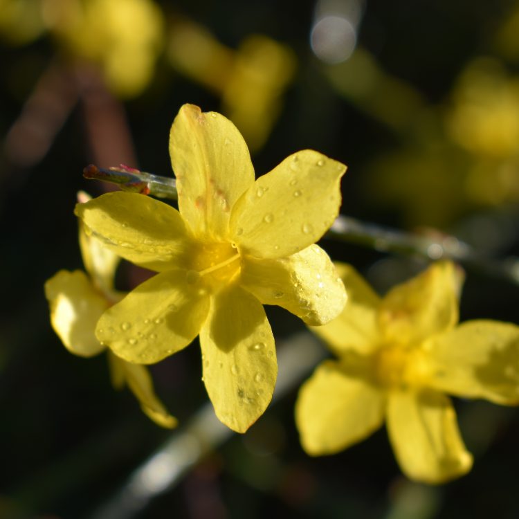 Jasminum nudiflorum