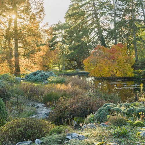 November Garden Clippings
