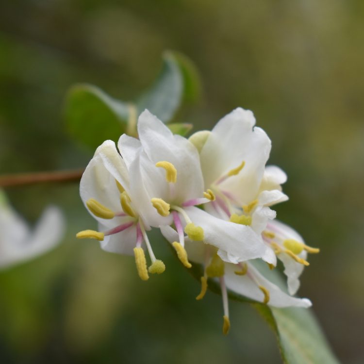 Lonicera standishii var. lancifolia