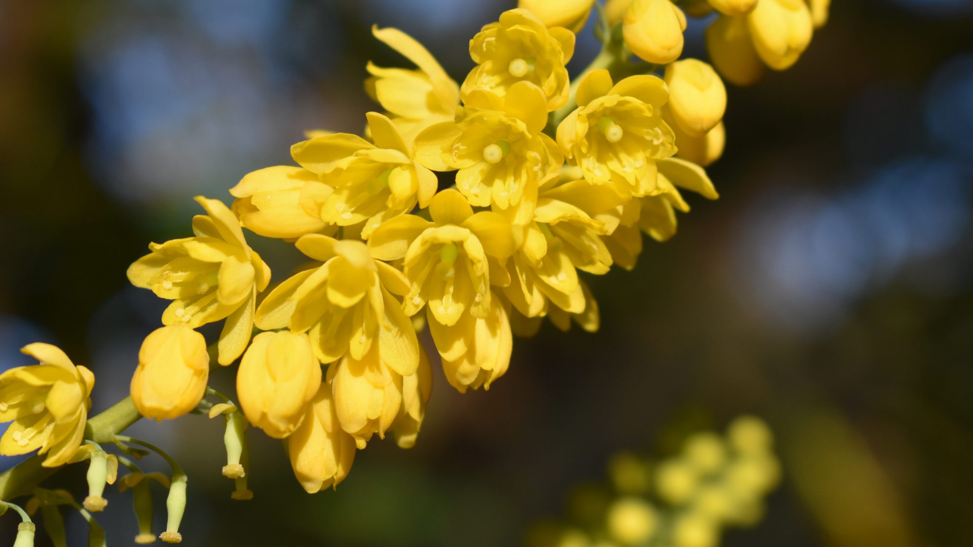 Mahonia x media 'Charity'