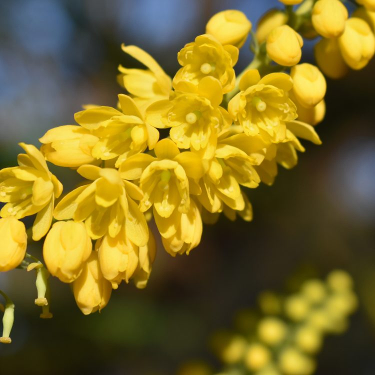 Mahonia x media ‘Charity’