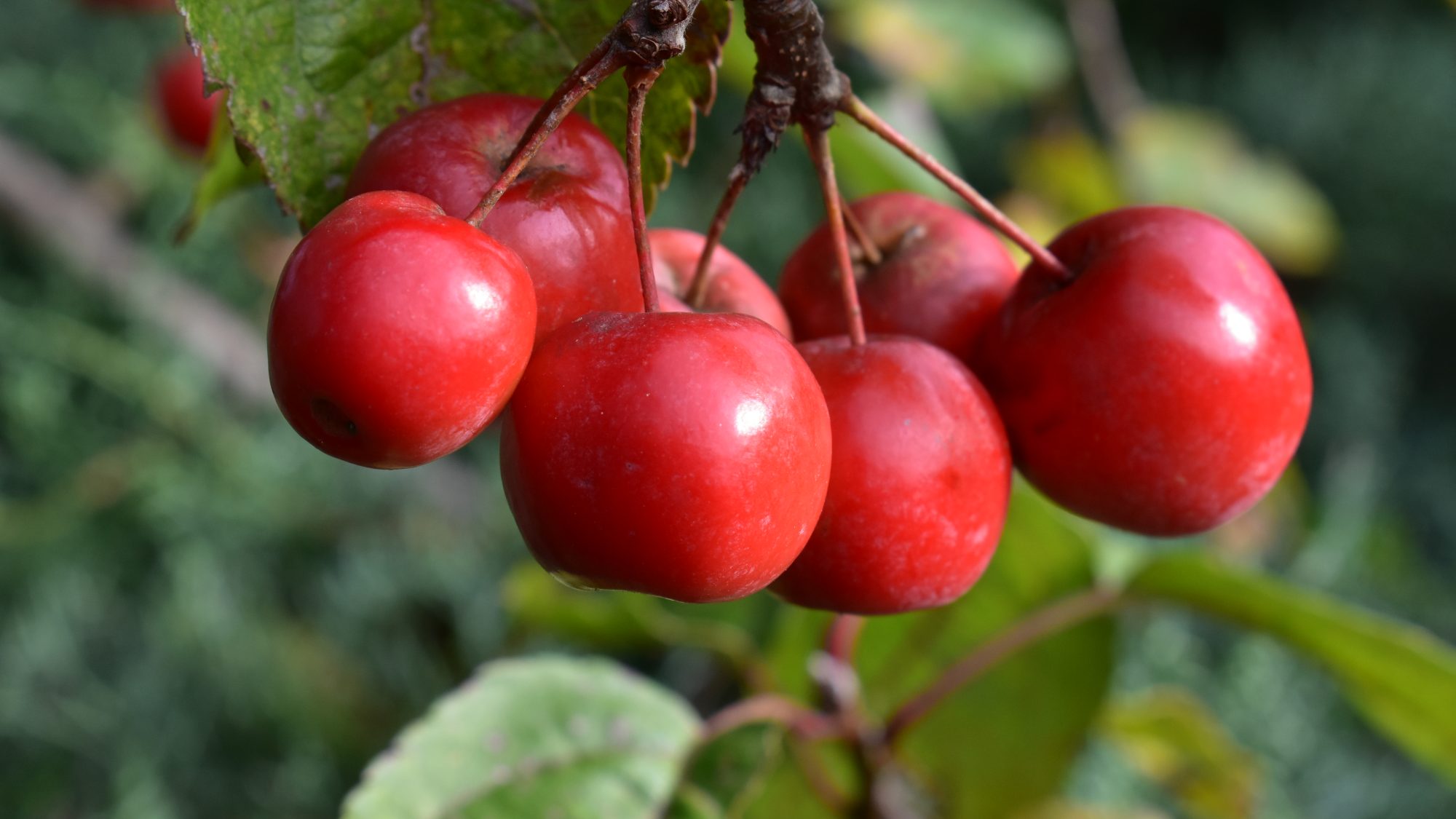 Malus x robusta 'Red Sentinel'