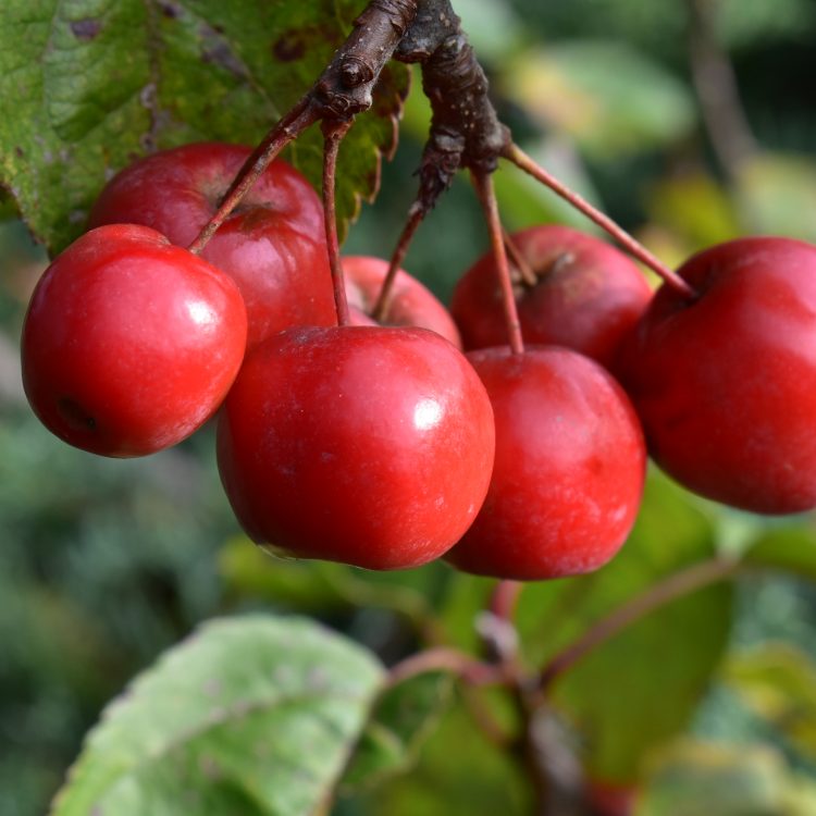 Malus x robusta ‘Red Sentinel’