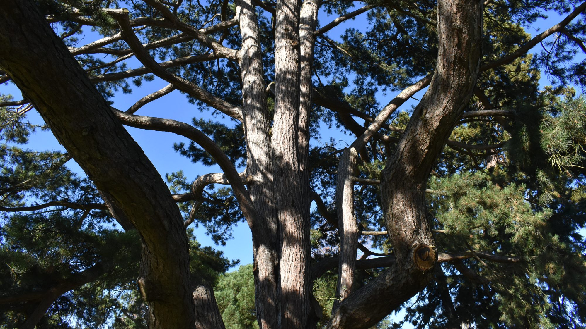 Pinus nigra ssp. pallasiana