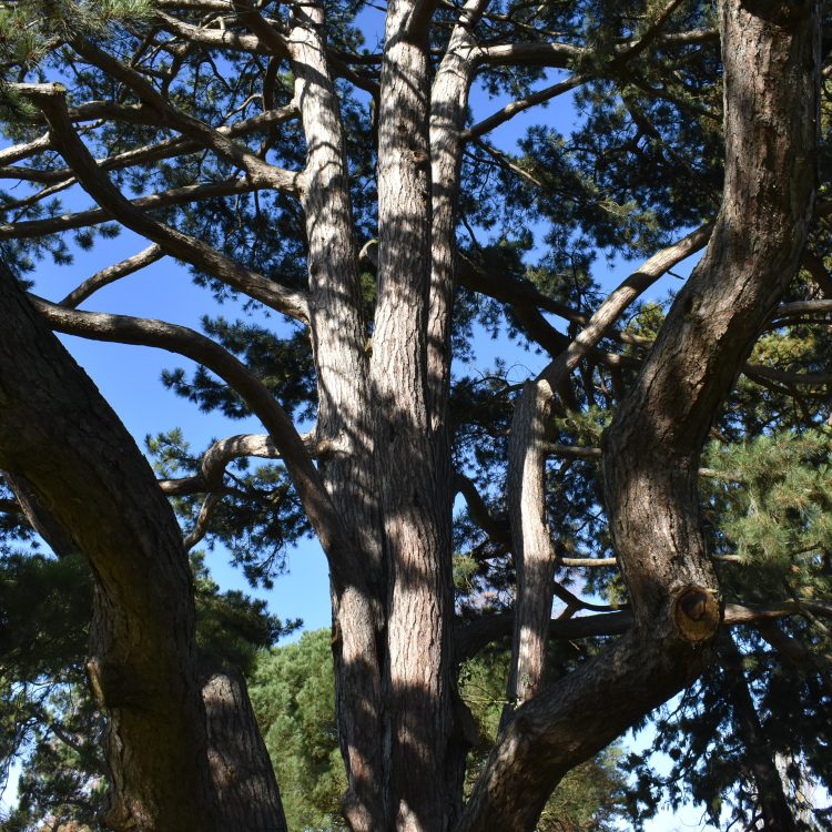 Pinus nigra ssp. pallasiana