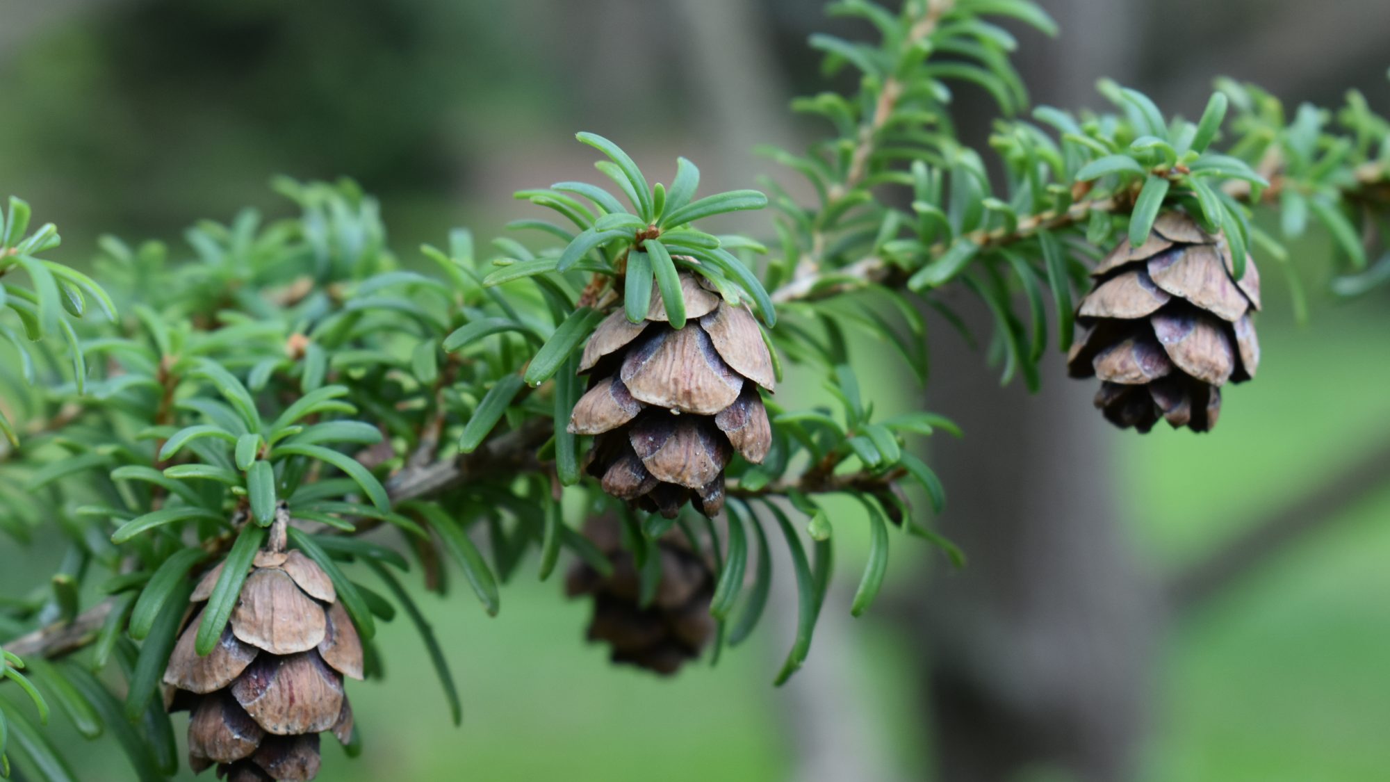 Tsuga sieboldii
