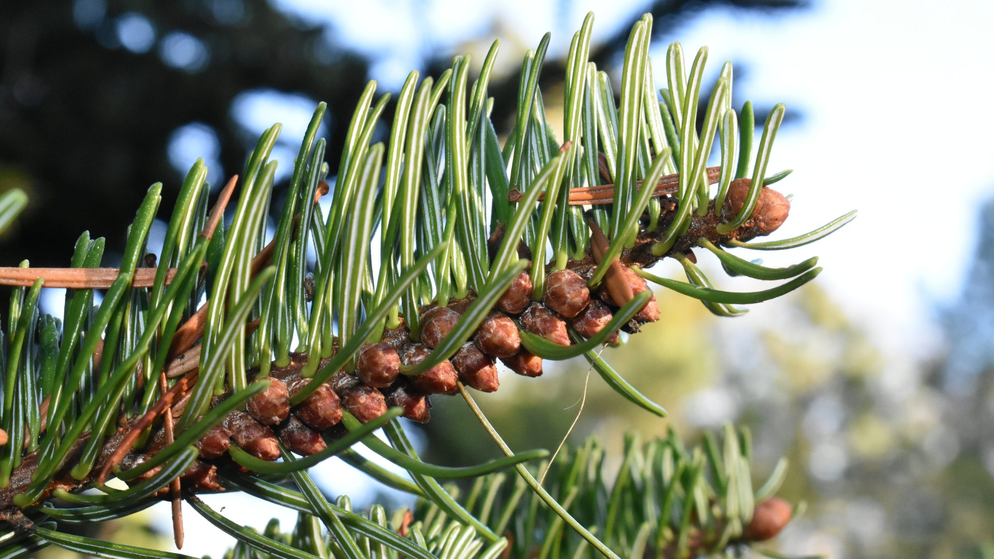 Abies nordmanniana