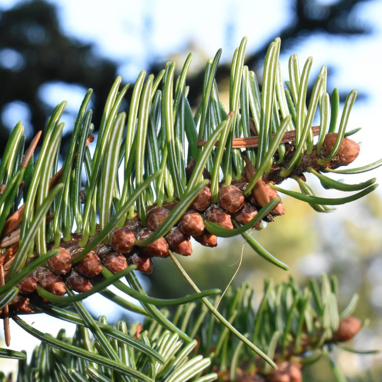 Abies nordmanniana