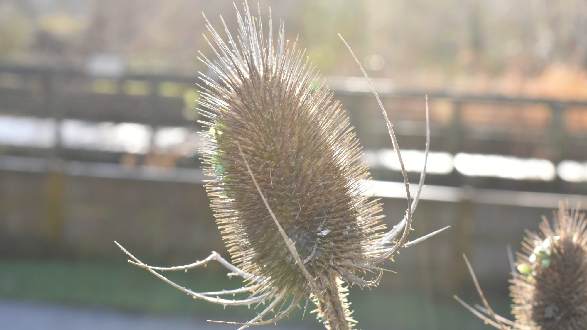 Dipsacus fullonum