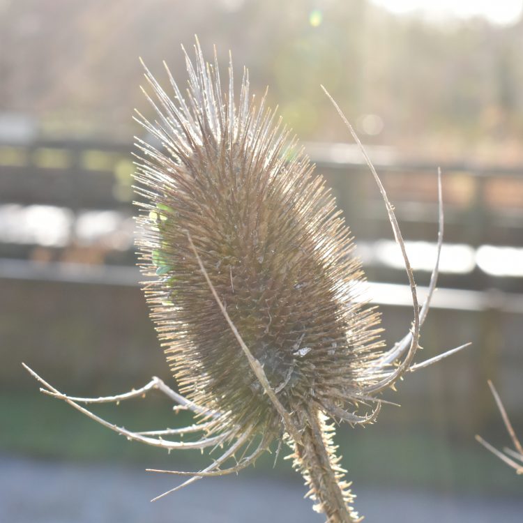 Dipsacus fullonum