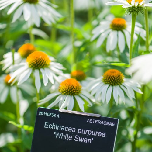 Botanical Latin