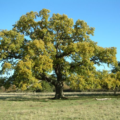 The Wildlife Trust BCN