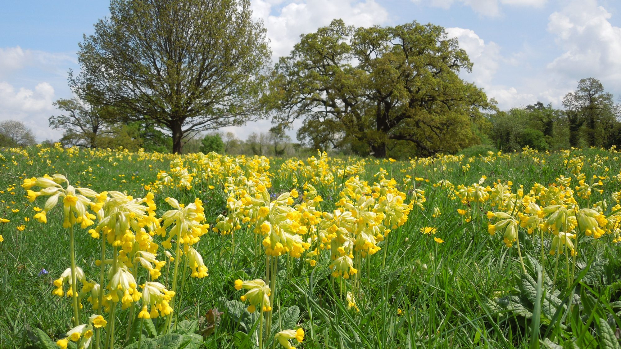 A field with yellow flowers and tall green grass.