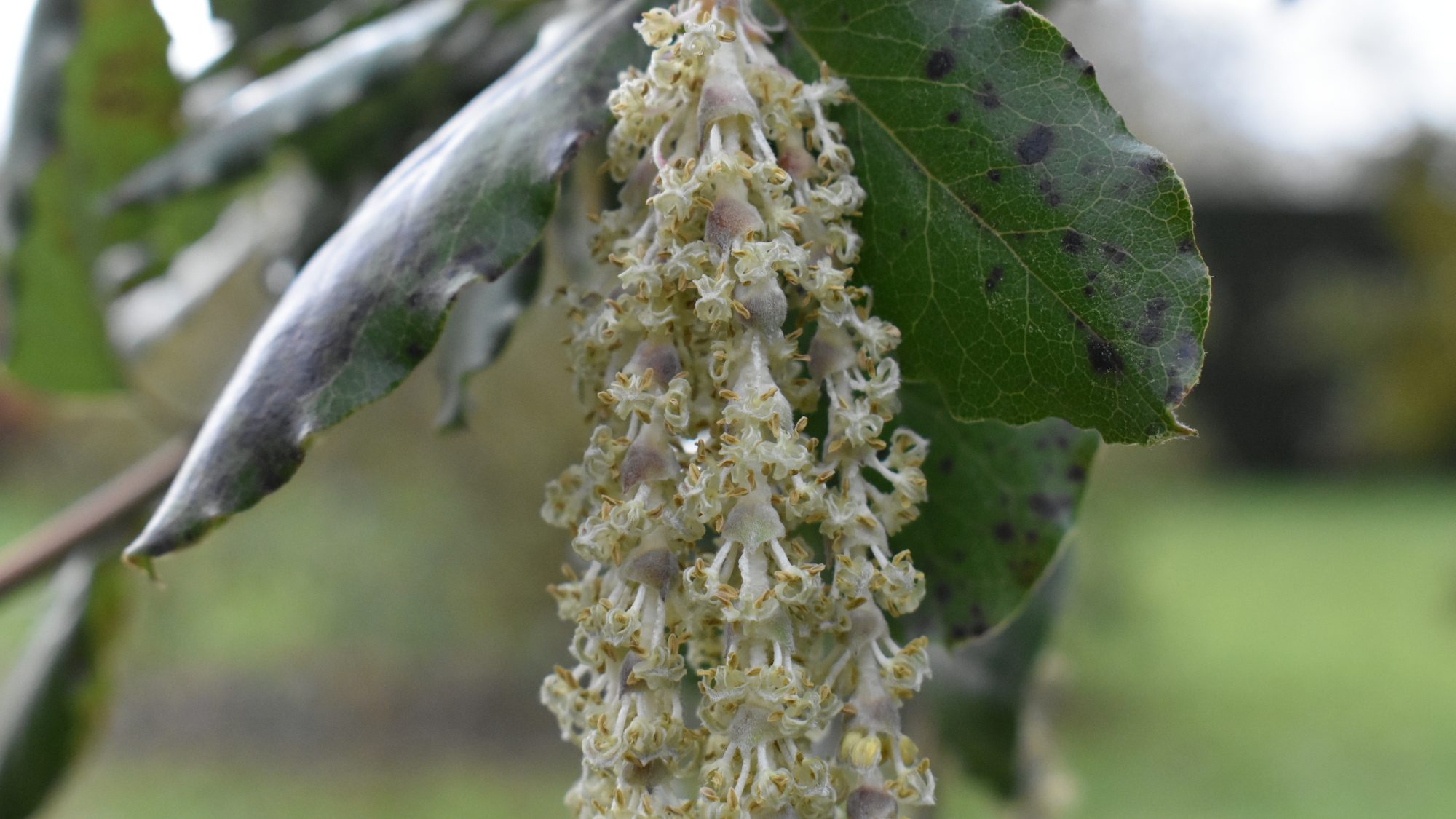 Garrya elliptica 'James Roof'